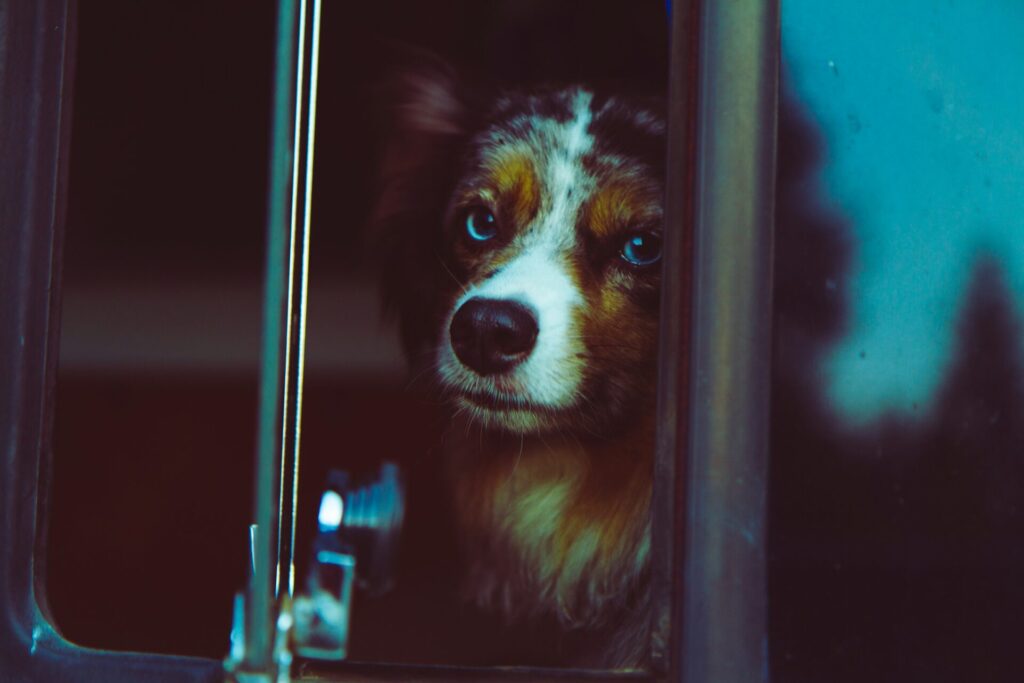車の窓から犬